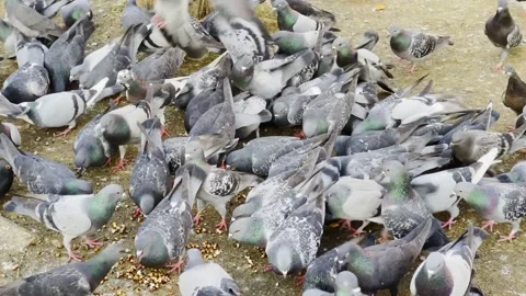 Pigeons on Ground 2 Stock Footage 168316666