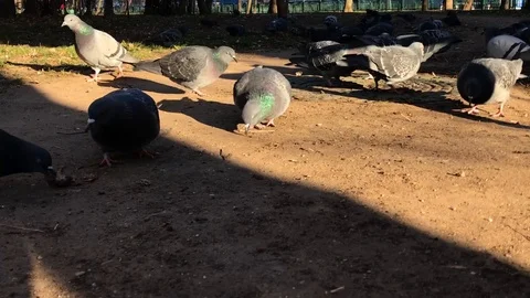 Pigeons on the ground. 3 Stock Footage 98400497