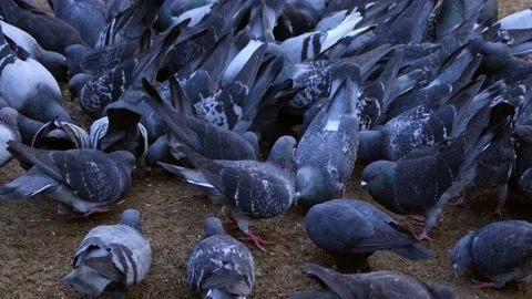 Pigeons on Ground 5 Stock Footage 168320604