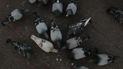 Pigeons on the ground Stock Footage 8851581