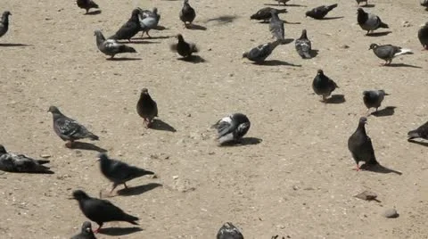 Pigeons on the ground Stock Footage