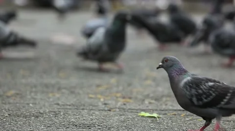 PIGEONS GROUND LEVEL EYES Stock Footage 974040