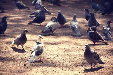 Pigeons on the ground Stock Photos
