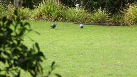 Pigeons in a group 10 Video stock 316717521