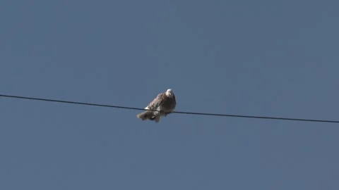 Pigeons in a group 3 Stock Footage 316717083
