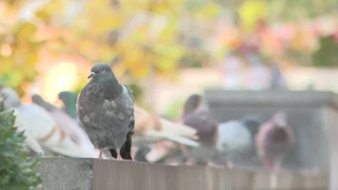 Pigeons in a group 4 Video stock 316717124
