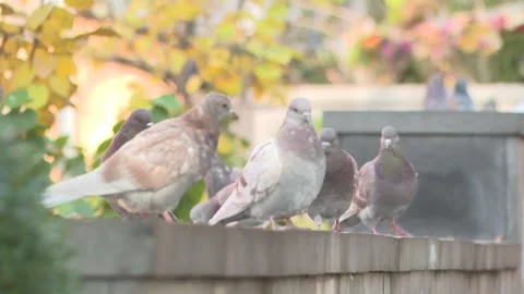 Pigeons in a group 5 Video stock 316717121