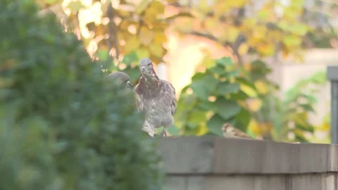 Pigeons in a group 6 Video stock 316717135