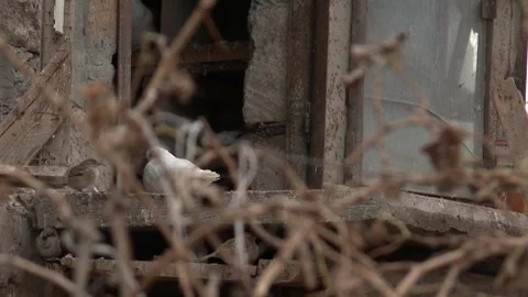 Pigeons in a group 7 Stock Footage 316717125