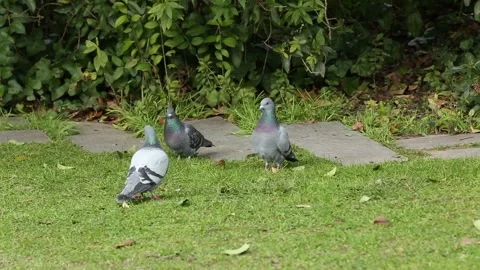 Pigeons in a group 9 Stock Footage 316717364