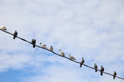 Pigeons group on cable wire and white sky. Stock Photos