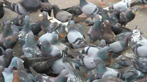 Pigeons group Stock Footage 32275670