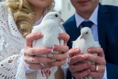 Pigeons in hands Foto stock