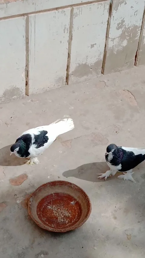 Pigeons happily Enjoy in the Sunlight Stock Footage 332039910