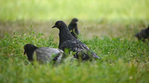 Pigeons harken 스톡 동영상 7740527