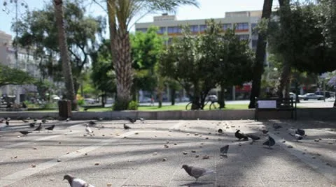 Pigeons have bread Stock Footage 12111516