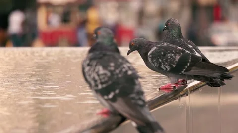 Pigeons having fun by the pool Stock Footage 139440876