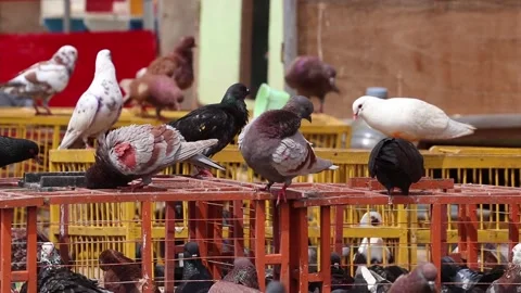 Pigeons HD Stock Footage 205113157