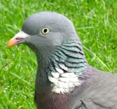 Pigeons Head Up Close Stock Photos