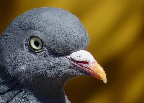 Pigeon's Head Close Up Stock Photos