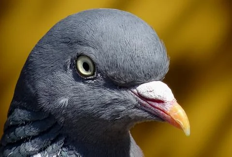 Pigeon's Head Close Up Stock Photos