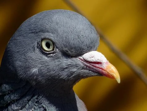 Pigeon's Head Close Up Stock Photos