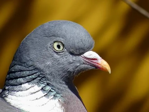 Pigeon's Head Close Up Stock Photos