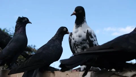 Pigeons in the henhouse Video stock 140403755