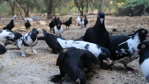 Pigeons in the henhouse Stock-Footage 140403853