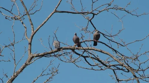 Pigeons hovering over the branches in courtship to mate Stock Footage 117651011