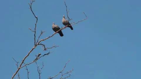 Pigeons hovering over the branches in courtship to mate Stock Footage 117655493