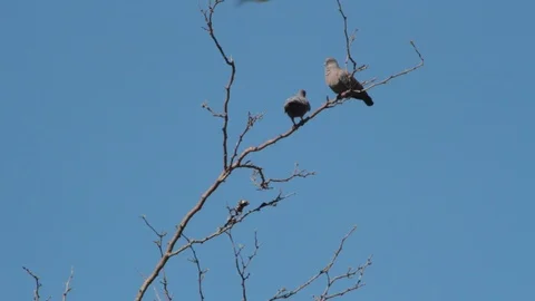 Pigeons hovering over the branches in courtship to mate Stock Footage 117655972