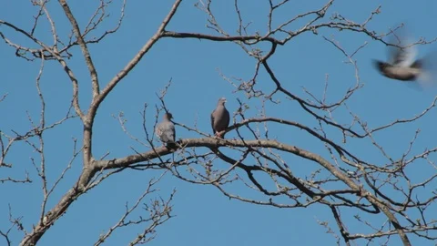 Pigeons hovering over the branches in courtship to mate Stock Footage 117659028