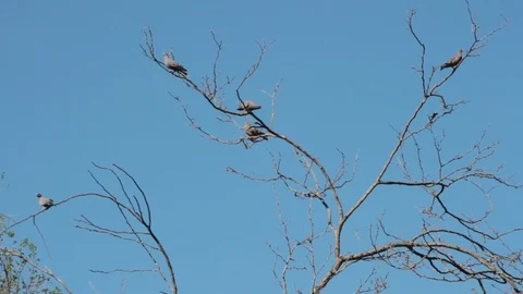 Pigeons hovering over the branches in courtship to mate Stock Footage 117659198