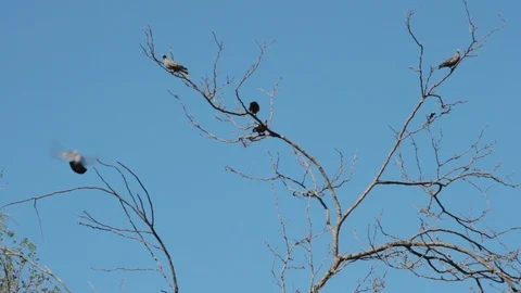 Pigeons hovering over the branches in courtship to mate Stock Footage 117660453