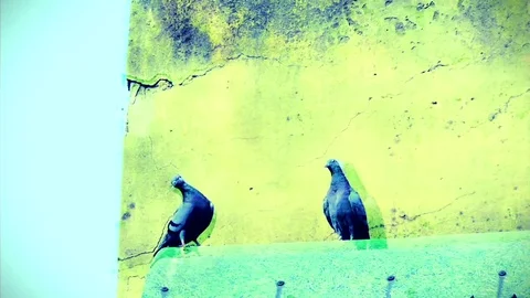 Pigeons indie fx Video stock 102782523