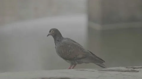 Pigeons in italy Video stock 170891772