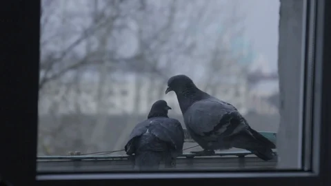 Pigeons kiss. Spring. Stock Footage 105101009