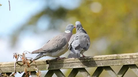 Pigeons kissing Stock Footage 152636505