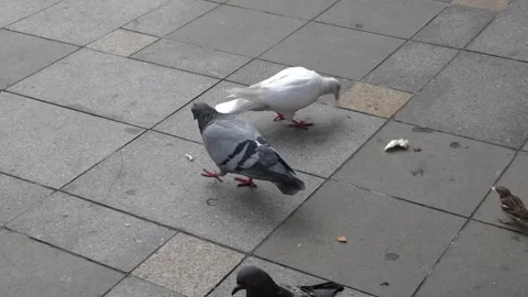 PIGEONS LACKING BREAD 库存影片 130863956