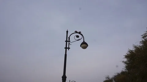 Pigeons on the lamp Vídeo Stock 90358828