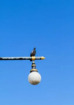 Pigeons on lamp post Stock Photos
