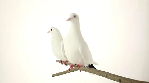 Pigeons lead the head Stock Footage 56753109
