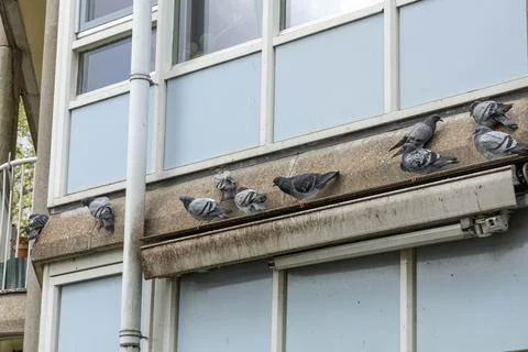Pigeons on a ledge in Amsterdam Stock Photos