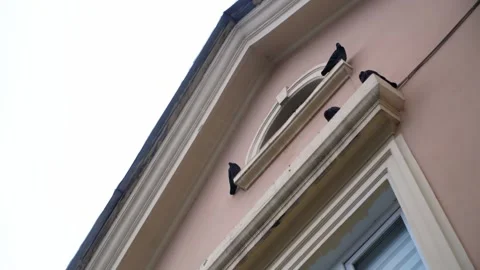 Pigeons on the ledge Video stock 252444382
