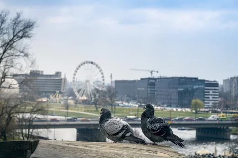 Pigeons on ledge overlooking Vistula River, Kraków cityscape, Poland Stock Photos