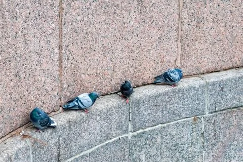 Pigeons on the ledge. Stock Photos