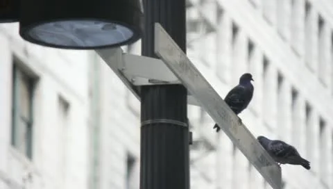 Pigeons on Light Pole Stock Footage 11360823