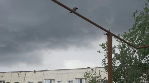 Pigeons on a long rusty pipe before a thunder and rain Stock Footage 109392697
