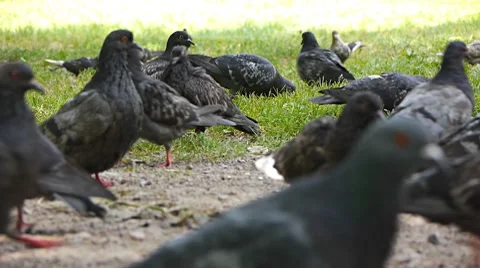 Pigeons look for something Stock Footage 7740530